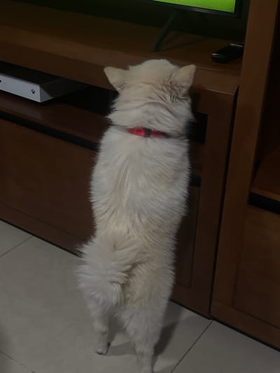 A white, long-haired dog wearing a red collar lies on a brown wooden cabinet with paneled drawers. An Xbox game console is visible on a shelf below the dog's head. The cabinet is positioned on a light-colored tile floor. The location and city cannot be determined.