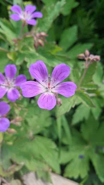 The image presents a close-up, top-down view of vibrant purple flowers and green foliage, set in an outdoor environment in Kipen, Russia. The main subject is a solitary purple flower positioned centrally, sharply in focus. It features five distinct petals, each displaying delicate, darker purple veins that radiate from the lighter white center. The flower's reproductive parts, including stamens with dark anthers and a central pistil, are clearly visible.
Surrounding the prominent flower, several other purple flowers are visible in varying degrees of blur, suggesting a shallow depth of field. These include one in the lower left, partially visible in the bottom center, and hints of others towards the bottom right. The background is dominated by lush green leaves of various shapes and sizes, mostly out of focus, creating a natural, soft backdrop. Several small, brownish-purple flower buds are also scattered among the leaves and near the out-of-focus flowers.
The scene depicts a peaceful moment in nature, likely during daytime, given the clear, even lighting. There is no explicit activity taking place, nor are there any people or visible text in the image. The overall impression is one of natural beauty and tranquility.