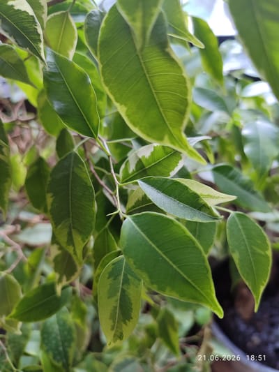 The image displays a close-up view of variegated green and cream leaves of a Ficus benjamina plant. The leaves are oval-shaped with pointed tips and exhibit prominent venation. Some leaves are predominantly green with cream edges, while others show patches of both colors. The background is blurred, showing more foliage and hints of branches and possibly a pot. The bottom right corner of the image contains a timestamp: "21.06.2026 18:51". The scene is an indoor environment, likely a home or office, with no indication of the city of Alatau, Kazakhstan.