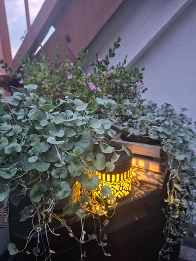A close-up, eye-level shot captures a collection of potted plants on a dark surface, possibly a balcony or patio. The plants are lush and green, with one variety featuring delicate pink blossoms. A decorative solar lantern with a patterned exterior emits a warm, yellow glow, casting intricate shadows on the surrounding foliage. In the background, wooden structures suggest an outdoor setting, with a hint of a dusky sky. The scene is devoid of any human presence, focusing solely on the natural elements and the ambient lighting. The specific location in Hagen, Germany, is not discernible from the visual information provided.