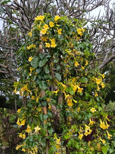 The scene depicts an outdoor natural environment in Pea Reang District, Cambodia. A dense, vibrant flowering vine, characterized by numerous yellow, trumpet-shaped blossoms and dark green, ovate leaves, is the primary subject, climbing vertically around a slender, light brown support structure. Numerous water droplets are visible on the leaves and flower petals. In the background, a large, deciduous tree with intricate, gnarled, grey-brown branches dominates the upper portion of the frame under an overcast sky. Further back, dense green foliage and other trees are visible, with some dark reddish-purple plants present in the lower left foreground. No human figures, animals, or specific man-made objects other than the vine's support are present.