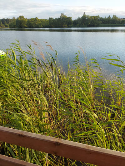 This is a vertical, eye-level, medium shot of a body of water with reeds in the foreground. The water is calm with a slight ripple, reflecting the sky and the lush green trees lining the opposite shore. The reeds are tall and dense, with a mix of green and dry stalks, some bearing seed heads. Sunlight filters through the reeds, casting dappled shadows and highlighting their feathery textures. To the right of the frame, a weathered wooden structure, possibly a railing or fence, is visible, adding a rustic element to the scene. The overall impression is one of natural tranquility and a peaceful, serene environment. The image appears to be taken during the daytime, with soft, natural light suggesting either early morning or late afternoon. The location, Razvetye, Russia, implies a natural setting, likely a lake or riverbank. There are no people, text, or discernible events taking place.