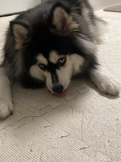 A black, white, and gray dog, possibly an Alaskan Klee Kai or miniature husky, with striking blue eyes, lies prone on a light-colored, interlocking foam mat. Its front paws are extended forward, and its pink tongue is visible, indicating it is licking something on the mat. The animal's gaze is directed towards the viewer. The setting is an indoor residential environment within 강서구, South Korea.
