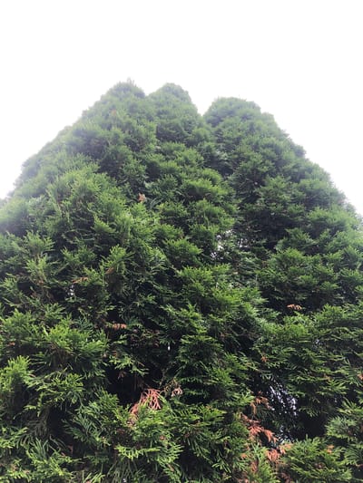 The image is a low-angle shot looking up at the dense, green foliage of a large evergreen tree, likely a cedar or cypress, against a bright, overcast sky. The branches are tightly packed, creating a textured surface with varying shades of green and some hints of brown, suggesting older growth or dry needles. The tree fills most of the frame, obscuring any view of the sky except for the very top portion. No people or other distinct objects are visible. The scene appears to be outdoors, in an area with mature trees, consistent with a suburban or park-like environment. Without further context, the specific location within "Московский Ветеран Снт, Russia" cannot be pinpointed from the visual information alone.