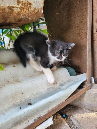 A black and white kitten stands on a light-colored, weathered surface. The kitten has its body tensed, with its fur slightly raised, suggesting it may be startled or wary. Its eyes are wide and focused, and its whiskers are prominent. Behind the kitten, there are structures made of rusty metal and some green foliage. The ground appears to be dirt and concrete. The location is the city of Gorna Verenitsa, Bulgaria.