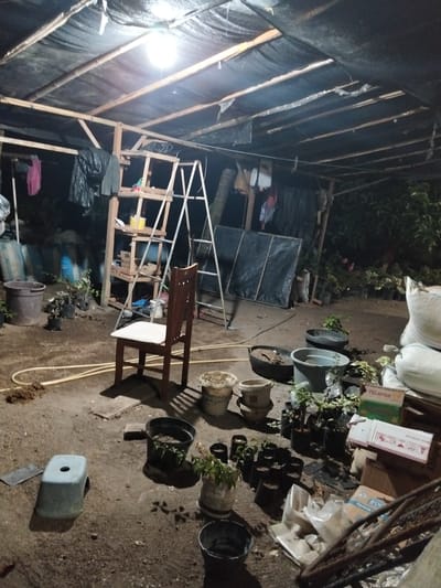 The image depicts a dimly lit, cluttered outdoor workspace, likely a nursery or garden supply area in Cotseurani, Indonesia. The scene is set under a makeshift shelter constructed with wooden beams and covered with dark tarpaulin, suggesting an evening or nighttime setting. A single bright light bulb hangs from the ceiling, illuminating the area with a harsh glow.

Various objects are scattered around the ground, indicating ongoing or recently completed work. Several potted plants, some in black plastic bags and others in larger containers, are arranged in groups. There are numerous empty pots and buckets, as well as some bags of soil or other materials. A wooden ladder leans against a shelving unit, and a wooden chair with a light-colored cushion sits prominently in the foreground. A blue stool with a hole in the center is also visible on the ground.

In the background, more plants are visible, some appearing to be outdoor plants. Stacks of sacks, possibly containing fertilizers or other gardening supplies, are piled up. Some clothes are hung on a makeshift clothesline under the shelter.

The overall impression is one of a functional, utilitarian space, perhaps a small business operating in the evening. The lighting creates a somewhat somber and shadowy atmosphere. No people are visible in the image.

Visible text includes "TELEPON" printed on a green box. There are also some markings on a white cardboard box, but they are not clearly legible.