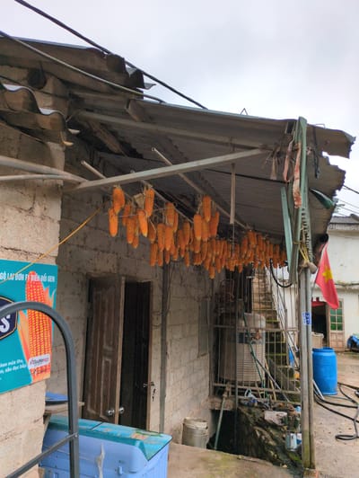 The image depicts an outdoor scene in Lũng Phìn Commune, Vietnam. A structure with a corrugated metal roof, supported by metal beams, is visible. Rows of dried corn cobs are hanging from the roof's underside, suspended by strings. To the left, a portion of a turquoise sign with an image of corn and Vietnamese text is present. A brick building with an open wooden door stands behind the hanging corn. In the background, a red flag with a yellow star is flying from a pole. Various objects, including blue barrels, a metal tank, pipes, and buckets, are scattered around the ground. The overall environment appears to be weathered and functional, suggesting a rural or agricultural setting.