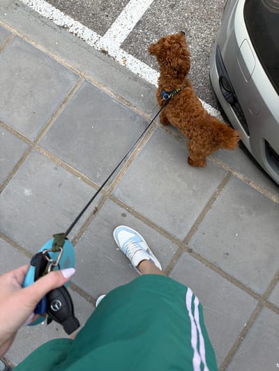 In Nea Moudania, Greece, on a paved sidewalk next to a street with white painted lines and asphalt, a small, fluffy, brown poodle-mix dog is being walked. The dog, wearing a blue and yellow patterned harness, stands facing a silver car. A person's legs are visible in the foreground, wearing green shorts with white stripes and light blue and white sneakers. The person is holding a turquoise object with keys attached, and a black car key fob with a Mercedes-Benz logo. The scene is captured from a top-down perspective.