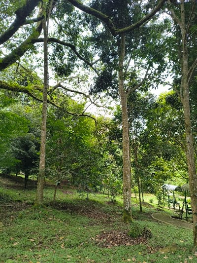 The image displays a serene, verdant outdoor landscape, likely a park or a cultivated natural area in Sindangjaya, Indonesia. The scene is dominated by numerous tall, slender trees with abundant, vibrant green canopies, which allow dappled sunlight to filter through. Several tree trunks, some adorned with moss or lichen, rise from the ground, framing a view into the mid-ground.
The ground is covered with lush green grass interspersed with scattered brown fallen leaves, indicating a natural, unpaved environment. In the mid-ground, more trees continue into the distance, contributing to a sense of depth and expansive greenery. Towards the right side of the background, a glimpse of human infrastructure is visible, including what appears to be metal pipes or a structural framework, possibly related to irrigation or a small utility, adjacent to a circular concrete or paved area on the ground.
No people are visible, and no specific activity is taking place, lending a peaceful and tranquil atmosphere to the scene. The lighting suggests it is daytime, likely late morning or early afternoon, under clear or partly cloudy skies. The overall impression is one of natural beauty and lushness, characteristic of a tropical climate. There is no visible text in the image.