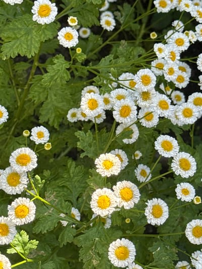 The image depicts a dense cluster of Feverfew flowers, characterized by their white petals and yellow centers, interspersed with vibrant green foliage. The flowers are of varying sizes, with some in full bloom and others as unopened buds. The lighting suggests an outdoor setting, possibly a garden or park, with dappled sunlight illuminating the scene. The background is largely obscured by the plant life, but hints of dark earth are visible. No people or animals are present in the image. The scene is devoid of any human-made objects or structures. The visual information does not provide any clues to its specific location within Veselina, Bulgaria.