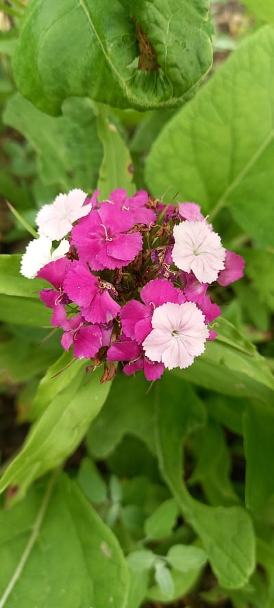 A close-up, vertical, eye-level shot captures a cluster of small, vibrant flowers with serrated petals. The dominant colors are a deep fuchsia and delicate white, with a few pale pink flowers interspersed. These flowers are nestled amongst lush, green leaves, some of which show signs of damage or browning. The background is a blur of green foliage, suggesting an outdoor natural environment. The image is sharp on the flowers, with the surrounding leaves slightly out of focus. There is no indication of human presence or activity. The setting is implied to be in the village of Tokushy Rural District, Kazakhstan, based on the provided information.