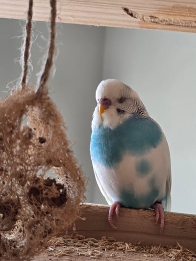 A budgie with blue and white feathers is perched on a wooden support, its eyes closed, appearing to be sleeping. The bird's beak is yellow, and its feet are visible, gripping the wood. In the foreground, there is a nest-like structure made of natural fibers, with some brown twine visible. The background is a soft, light gray, suggesting an indoor setting with diffuse lighting, possibly near a window. The scene conveys a sense of peace and tranquility. The lighting suggests it might be daytime. The image is a close-up, focusing on the budgie and its immediate surroundings. No visible text is present in the image.