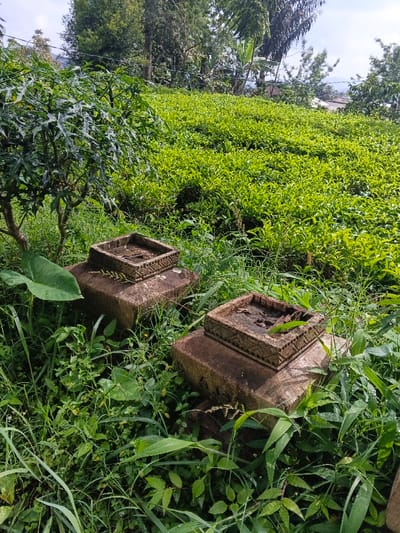 The scene, located in the city of Nanlao, China, depicts an outdoor landscape predominantly covered in green vegetation. In the foreground, two weathered, square stone pedestals are partially obscured by dense green grass and various herbaceous plants, some displaying visible moisture. Each pedestal supports a smaller, square stone structure, approximately 20-30 cm in height, which features a carved geometric pattern along its sides and contains dark soil or organic debris. A large, dark green taro leaf is partially visible on the ground to the left of the nearer pedestal. The midground is occupied by an extensive, undulating field of uniformly bright green, low-growing plants arranged in distinct rows, consistent with a tea plantation. The background features a dense tree line with varying shades of green foliage. Faint indications of distant structures or settlements are discernible beyond the trees, under a partially cloudy, bright sky. No individuals, animals, or active processes are depicted in the static scene.