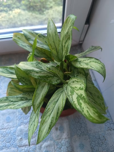A potted plant, possibly an Aglaonema, sits on a windowsill. The plant has elongated, lance-shaped leaves with a variegated pattern of light green and white. The pot is a reddish-brown color. Behind the plant, a window shows a blurry view of green foliage, suggesting an outdoor environment with trees. The windowsill itself appears to be white, and a light blue, lacy fabric or doily is visible beneath the pot. The overall setting suggests an indoor plant display, likely in a residential or office space, near a window. The location of Тайжина, Russia, is not visually discernible from the image.
