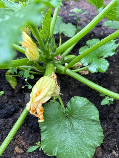 This image captures a close-up, top-down view of a zucchini plant growing in dark, rich soil. The plant has thick, green, ribbed stems covered in fine hairs, characteristic of zucchini. Several large, vibrant green leaves with serrated edges are visible, some appearing slightly damp, suggesting recent rain or watering.
The central focus is on the plant's reproductive structures. A small, developing zucchini fruit, light green and cylindrical, is beginning to form. Adjacent to it, a delicate yellow zucchini flower is in bloom, with its petals curling outwards. Another, smaller yellow flower is also present, slightly out of focus. The petals of the larger flower show signs of wilting and browning, indicating it may be past its peak or experiencing natural decay.
The surrounding environment is dark soil, with a few small, green weeds growing amongst the plant's base. The lighting is natural, suggesting it was taken during daylight hours, though no specific time of day can be determined. The image's clarity and focus on the plant's growth suggest a garden or allotment setting in Malmyzh, Russia. There is no visible text in the image. The overall impression is one of natural growth and the early stages of fruit development in a garden.