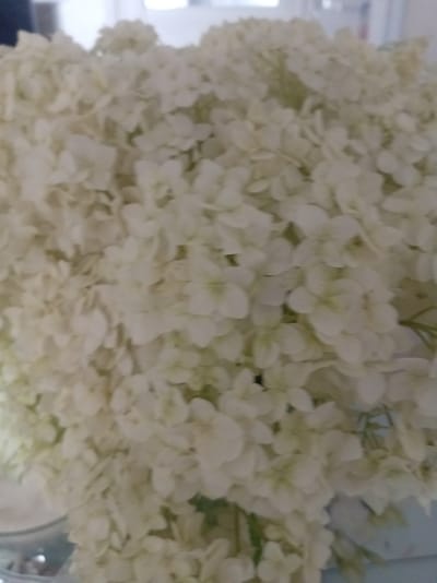 A close-up, slightly blurry, vertical, medium shot captures a dense bouquet of white hydrangeas against a softly lit background. The flowers fill the entire frame, with individual petals and blossoms subtly distinguishable. The scene appears to be indoors, possibly in a home or event space, given the lighting and arrangement of flowers. The location of Тулаўскі сельскі Савет, Belarus is not discernible from the visual information provided in the image.