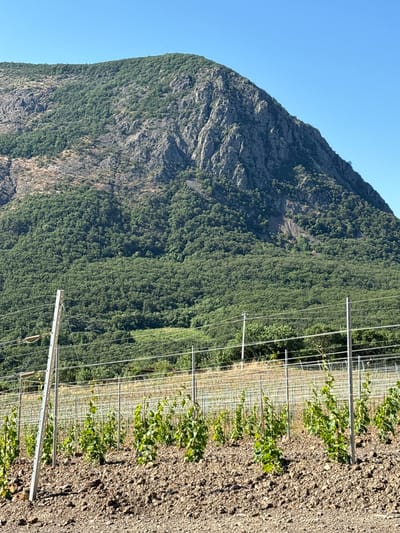 The image captures a sun-drenched agricultural landscape, likely in Lavrovoe, Ukraine. In the foreground, a newly planted vineyard stretches across the frame, with rows of young grapevines supported by metal posts and wires. The soil is a mix of dark earth and stones, indicating a dry, arid environment. Behind the vineyard, a dense forest of green trees covers a hillside, leading up to a rugged, rocky mountain peak. The sky is a clear, vibrant blue, with no clouds visible. The scene is tranquil and portrays a harmonious relationship between human cultivation and the natural environment.
