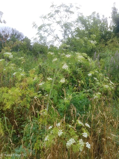 The image shows a dense thicket of wild vegetation, dominated by tall plants with white, umbrella-shaped flower clusters, likely members of the Apiaceae family. These plants are interspersed with dried grasses and other green foliage. In the background, there are trees and shrubs, suggesting a rural or semi-rural environment. The overall scene is overgrown and appears to be a natural habitat. The provided location, Sestrynivka, Ukraine, indicates a specific geographical context for this natural landscape. There are no people or animals visible in the image. The sky is overcast.