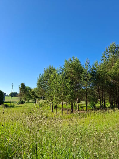 The image depicts a rural landscape in Žemaitkiemis, Lithuania, under a clear, bright blue sky. In the foreground, tall, green grass with seed heads sways gently. A line of pine trees forms a dense backdrop, their dark trunks contrasting with their vibrant green needles. To the left of the pine trees, a few deciduous trees with lighter green foliage are visible. In the far left, a portion of a building, possibly a barn, can be seen alongside a utility pole with power lines. The ground is covered in lush green vegetation, suggesting a fertile and well-watered environment. The overall impression is one of a peaceful, sunny day in the Lithuanian countryside.