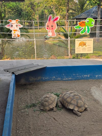 An outdoor scene in Ban Phaya Kot Ana Kaeo, Thailand, depicts an animal enclosure with two large Sulcata tortoises. The tortoises are positioned on a sandy ground surface in the foreground, with scattered green plant matter, likely food, around them. The enclosure is bordered by a concrete wall, painted blue on the interior, showing signs of wear and discoloration. A corrugated grey metal sheet is propped as a ramp or shelter against the blue wall on the left.
Behind the enclosure, a metal railing and chain-link fence separate the tortoise area from a lush, treed environment. Attached to the railing are three cartoon animal cutouts: a white goat with orange horns and a bell on the left, a pink rabbit in the center, and a green turtle with an orange shell on the right. Below these, a white rectangular sign is affixed to the fence, displaying "เต่าซูลคาต้า Sulcata Tortoise" in Thai and English, accompanied by an illustration of a tortoise and descriptive text. Beyond the fence, a body of water with a visible aeration device or fountain is present, backed by dense green foliage and tall trees under bright sunlight. A dark-roofed structure, possibly a shelter or gazebo, is visible further in the background amidst the trees.
