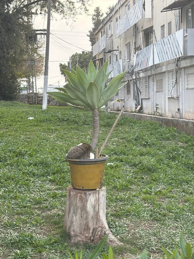 The image depicts a daytime scene in Migdal HaEmeq, Israel, featuring a street and residential area. In the foreground, a low-cut green lawn extends across the frame. Centered in the midground, a large agave plant with thick, light green leaves grows from a weathered, mustard-yellow plastic pot. This pot is resting on top of a cut, light-brown tree stump. A brown and black tabby cat with white markings is curled up and resting inside the pot at the base of the agave plant's trunk.
Behind the plant and cat, to the left, a white utility pole stands, supporting numerous overhead power lines and cables. Further back, a sloped grassy area with trees and a barrier is visible. To the right and spanning the background, a multi-story, light-colored residential building is present. The building features multiple windows, many with white metal security bars or grates, and some balconies with white-striped awnings or privacy screens. Visible utility conduits and wiring run along the building's exterior. The sky above is overcast or hazy, indicating diffused daylight.