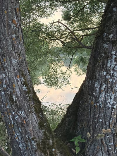 The image shows a view through the branches of two trees, framing a body of water and foliage. The foreground is dominated by the rough, textured bark of the trees, covered in patches of lichen. The branches create a natural frame, with one large branch in the upper portion of the image and another in the lower portion, angled towards each other.
Through the gap formed by the branches, a serene scene unfolds. Green foliage from trees on the opposite bank is visible, interspersed with reflections on the water. The water appears calm, with subtle ripples suggesting a gentle breeze. The sky above the water is a soft, muted color, hinting at either early morning or late evening light. The overall atmosphere is peaceful and natural.
The lighting suggests it is either sunrise or sunset, as the light is diffused and soft, casting a warm glow on the scene. The location cues from the provided context suggest Mar'inskoe, Russia. No people or specific objects are discernible, the focus is purely on the natural landscape. There is no visible text in the image. The image evokes a sense of tranquility and connection with nature.