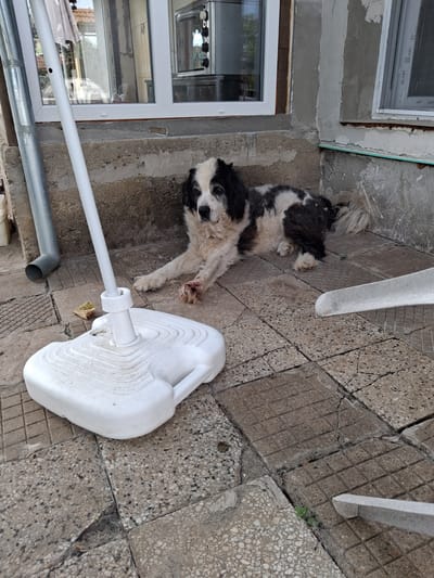 The image shows a black and white dog lying on a paved surface next to a building. The dog appears to be an adult mixed breed with long fur. It is lying down with its front paws extended. There is a white plastic base for an umbrella stand in the foreground, and a metal pole extending upwards from it. A gray downspout is visible on the left side of the image. The building behind the dog has windows and concrete walls. The ground is paved with square tiles. The image appears to be taken outdoors, possibly in a yard or patio area. The image was taken in Goran, Bulgaria.