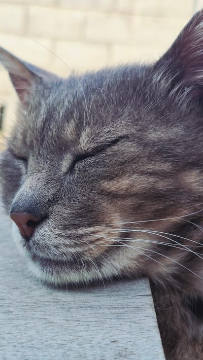 This close-up, low-angle shot captures the face of a sleeping tabby cat, its head resting on a light-colored wooden surface. The cat's eyes are closed, and its fur displays a pattern of gray and brown stripes. Prominent white whiskers fan out from its muzzle, and its pink nose is visible. The wooden surface appears weathered and has visible grain. The background is softly blurred, with hints of a light-colored, possibly tiled, outdoor area, suggesting a daytime setting. The overall mood is peaceful and serene, conveying the cat's relaxed state. No visible text is present in the image.
