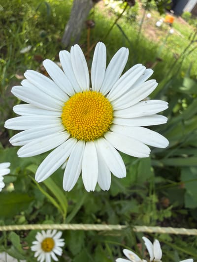 The image displays a close-up, eye-level, vertical view of a white daisy with a yellow center. The daisy is in focus, with its petals radiating outwards. The background consists of blurred green foliage, a gray vertical object that appears to be a piece of wood, and hints of other daisies and possibly some gardening equipment in the distance. There are no people or animals visible. The scene appears to be outdoors in a garden setting, possibly in Nezhinka, Russia, given the context provided.