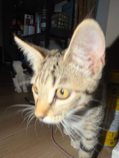 The image is a close-up, blurry photograph of a tabby cat's face in focus, with a black and white kitten out of focus in the background. The cat has prominent yellow eyes and long white whiskers. In the background, a shelf unit is visible with various items, including what appears to be a bottle and boxes. A yellow can is also visible to the right. The environment suggests an indoor setting, likely a home, with wooden flooring. The photograph was taken with a flash, causing some glare and motion blur. The location is not specified in the image or accompanying data.