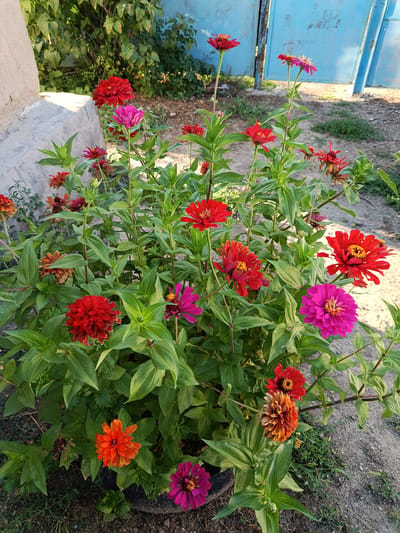A close-up, eye-level shot captures a vibrant cluster of zinnia flowers in various shades of red, pink, orange, and purple. The flowers, in full bloom, are densely packed on green stems and leaves. In the background, a light-colored concrete structure is visible on the left, and a bright blue metal fence or gate is on the right. The ground is covered in dirt and sparse green vegetation. The scene appears to be an outdoor garden setting, possibly in a residential area within the city of Koiylik, Kazakhstan. No people are present in the image.