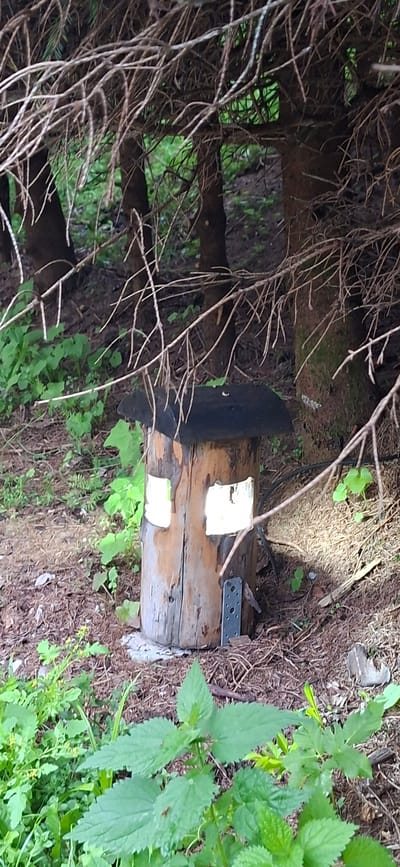 A handcrafted wooden birdhouse, made from a hollowed-out log, sits on the forest floor in Saula, Estonia. The birdhouse has two rectangular openings, resembling windows, and a dark, flat roof. The exterior of the log is weathered and shows natural wood grain. A small metal bracket is attached to the side of the birdhouse near the base. The surrounding environment is a dense forest with numerous tree trunks, branches, and a thick layer of fallen leaves and pine needles on the ground. Green foliage, including nettles and other wild plants, grows in patches around the birdhouse. The lighting suggests it is daytime, with sunlight filtering through the trees, casting shadows and highlighting certain areas. There are no people or animals visible in the scene.