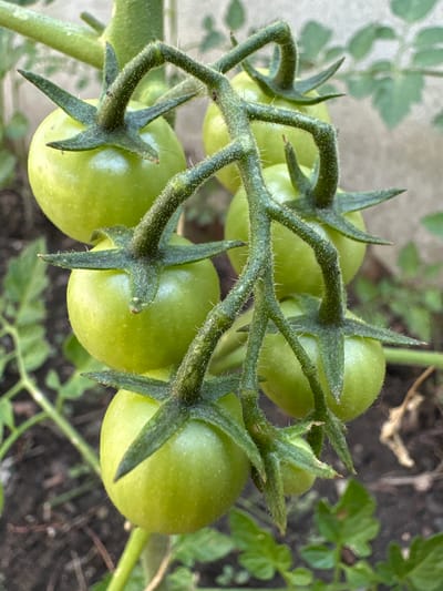 The image is a close-up, eye-level shot of a cluster of unripe green tomatoes on a vine. The tomatoes are a vibrant green color, with a slightly glossy surface and prominent sepals at the top of each fruit. The vine itself is fuzzy and green, with thin, hairy tendrils. The background is softly blurred, showing hints of green leaves, dark soil, and a light-colored, textured wall, possibly a building facade. The scene appears to be outdoors, in a garden or cultivated area. The specific location in Villa Pasquali, Italy, cannot be determined from the visual information alone.