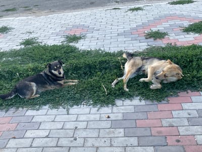 The image depicts two dogs resting on a patch of grass adjacent to a paved walkway made of interlocking bricks. The walkway consists of rectangular pavers in shades of gray and pink. The grass area appears somewhat unkempt with sparse growth. The environment suggests an outdoor urban or suburban setting. One dog, with predominantly black and tan fur, is lying on its side, facing left. Its head is resting on the grass. The second dog, with lighter tan and gray fur, is lying on its back with its legs extended. It appears to be dozing. There are no people or other animals visible in the frame. The background shows a grey paved surface, possibly a road or sidewalk, and some patchy vegetation. The lighting suggests daytime. The image was taken in Voznesensk, Ukraine.
