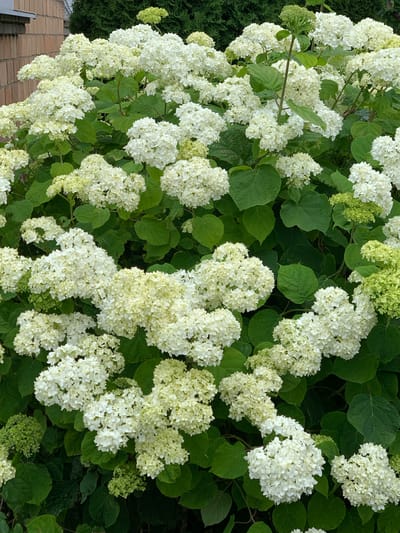 This is a close-up, medium shot of a large hydrangea bush with numerous white and green flower clusters. The bush is lush and full, with dark green leaves providing a backdrop for the blooms. Some of the flower heads are fully open and white, while others are in various stages of development, showing hints of green. The lighting suggests it is daytime, possibly with overcast conditions, as there are no harsh shadows. The background is blurred, with hints of a brick wall and green foliage, suggesting an outdoor setting in a garden or yard. The image does not contain any people or discernible actions. It is a still life photograph of a flowering plant. The location in Ivanava, Belarus, is not visually identifiable within the image itself.