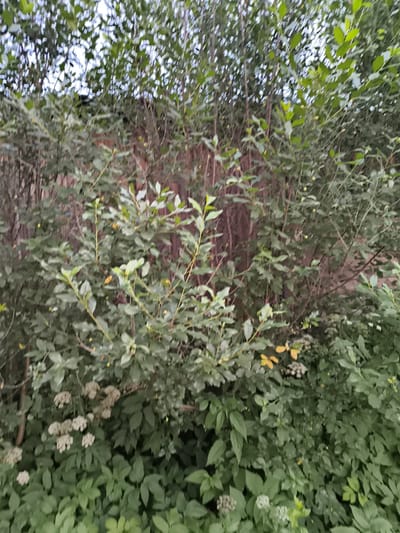 The image shows a dense, overgrown bush with dark reddish-brown wooden planks visible behind the foliage, suggesting a fence or wall. The bush is filled with green leaves and thin branches, some of which have small, pale yellow clusters of flowers or developing berries. In the foreground, larger green leaves of what appear to be ground cover plants are visible, interspersed with more clusters of small white flowers. The lighting suggests it is daytime, possibly late afternoon or early evening due to the soft light and shadows. The scene is outdoors and appears to be in a natural or semi-natural setting, possibly a garden or a wilder area bordering a property. The location in Mayma, Russia is not visually indicated by any specific landmarks or cultural elements within the frame.