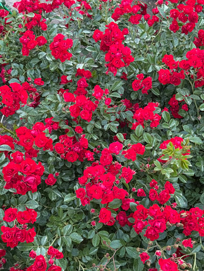 This is a close-up, overhead shot of a dense bush covered in small, vibrant red roses. The roses are in various stages of bloom, with some tightly budded and others fully open, revealing multiple layers of petals. The foliage is a lush green, with some leaves exhibiting a slightly variegated or dusty appearance. The flowers are densely packed, creating a rich tapestry of color. There are no people or animals visible in the image. The scene appears to be outdoors, likely in a garden setting. The specific location in the city of Çolpon-Ata, Kyrgyzstan is not visually discernible from the image itself.