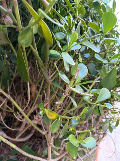 The image presents a close-up of a plant with small, rounded green leaves and intertwined branches. Some branches are bare and brown, while others have green stems. The overall composition is dense and somewhat cluttered. Based on the context of Brasília, Brazil, this could be a common species of shrub or hedge found in urban landscaping. There are no people visible in the image. The environment is a garden or planted area.
