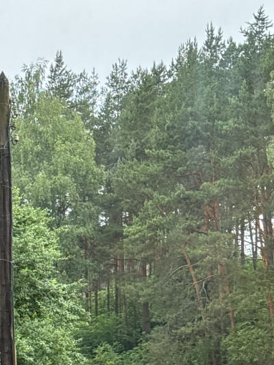 A utility pole stands to the left of a dense forest. The pole is dark brown and appears weathered, with a few insulators attached. The forest consists of a variety of trees, including tall, slender pines and broader deciduous trees. The foliage is predominantly green, with some areas of lighter and darker shades indicating depth and different species. The sky is overcast and a muted gray. The overall scene suggests a rural or semi-rural setting on the outskirts of Slonim, Belarus.