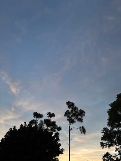 A silhouette of trees against a twilight sky is depicted. The sky is a gradient of blue and pale orange, with wispy clouds scattered throughout. On the left, a large, dense tree forms a dark mass. To the right of center, a tall, slender pine tree stands, its branches spread out. On the far right, another tree's dark foliage is visible. The image appears to be taken outdoors, possibly in a park or backyard, in North Port, Florida, United States of America. No people or specific landmarks are present.