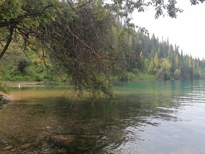 The image depicts a tranquil natural scene, likely a lake or slow-moving river. In the foreground, the shallow water is clear, allowing a view of the rocky and pebbled bottom. To the left, a tree branch with green leaves hangs low over the water, its bark visible. The water transitions to a deeper, greenish-blue hue further out, reflecting the sky and the dense forest that lines the opposite bank. This forest is composed of numerous tall, conical evergreen trees, creating a lush, mountainous backdrop. The sky above is overcast, with a soft, diffused light. There are no people or discernible man-made structures in the image. The location is identified as being in the city of Yaryktash, Kyrgyzstan.