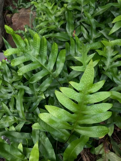 The image displays a dense, verdant expanse of green ferns, located in Sơn Trà Ward, Vietnam. The scene is dominated by multiple fronds of a specific fern species, characterized by their pinnately lobed or deeply pinnatifid structure. The leaves exhibit varying shades of green, from a lighter lime green on newer growth to a deeper forest green on more mature fronds. Prominent, evenly spaced, raised circular structures, consistent with sori, are visible on the upper surface of the fronds, particularly noticeable on the two larger fronds in the foreground. The foliage is tightly packed, creating a layered, organic texture across the entire frame. In the upper left background, indistinct reddish-brown elements, possibly rocks or disturbed earth, are partially visible beneath the dense plant cover. Darker organic debris, likely soil or decaying plant matter, is visible between the frond bases. No people, animals, or explicit actions or interactions are depicted within the scene. The environment appears natural and lush, typical of a humid, vegetated area.