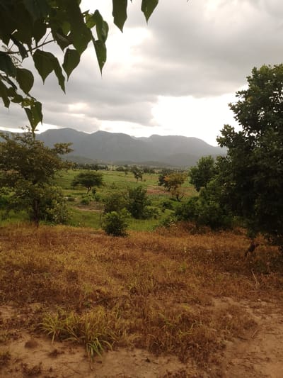 The image depicts a rural landscape in Balewa, Nigeria, under a cloudy sky. In the foreground, dry, brown grass and sandy soil dominate. This area transitions to a cultivated field with rows of crops, likely maize or millet, interspersed with scattered trees and bushes. In the mid-ground, a line of trees and vegetation creates a visual barrier before the distant, rolling hills that form the backdrop. The sky is overcast, with diffused sunlight filtering through the clouds, casting a soft light on the scene. The overall impression is one of a natural, agricultural environment.