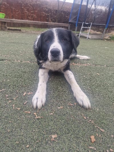 A black and white canine, possibly a Border Collie mix, is depicted lying prone on an olive-green artificial turf surface. The dog's front paws are extended forward, and its head is raised, facing directly towards the viewer. Its fur is predominantly black with significant white markings on the forehead, muzzle, chest, legs, and paws. The white fur on the legs and paws shows evidence of dark dirt or soil specks. Scattered dry leaves and small debris are present on the artificial turf. In the background, from left to right, a partially visible lime-green container sits behind a low wooden beam. Behind the beam, a reddish-brown brick wall is visible, along with bare tree branches. To the right, a large trampoline with a black mat and blue frame is positioned, with a silver metal ladder leaning against it. The scene takes place outdoors in the city of Hoghia, Romania.