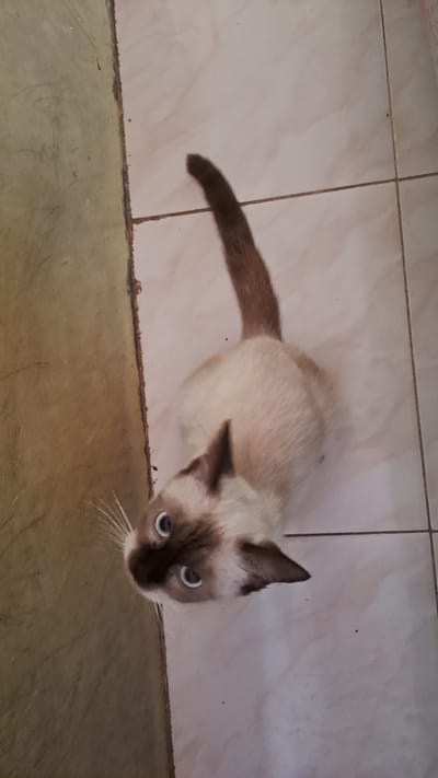 An overhead shot shows a Siamese cat with light brown fur and dark brown points on its face, ears, and tail. The cat is sitting on a tiled floor, with its body angled towards the right side of the frame. Its eyes are open and blue, and it appears to be looking up at the camera. The floor is light beige and has a grout line running horizontally and vertically, dividing it into squares. To the left of the cat, there is a wall with a textured, light green surface. The image is taken from a high angle, looking down at the cat. The scene is indoors, likely in a home, with no specific indicators of location within Lhokaweawe, Indonesia.