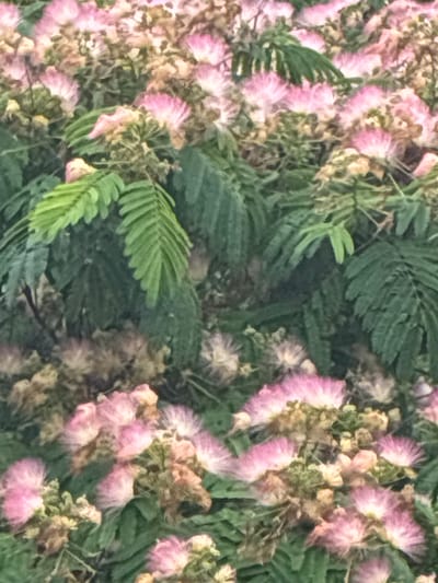The image shows a close-up view of blooming pink mimosa flowers with green leaves in Mirnyi, Ukraine. The focus is on the delicate, fluffy blossoms and the feathery foliage. The scene appears to be outdoors, possibly in a garden or park. No people are visible in the image.