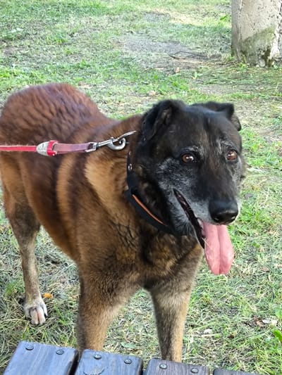 The image shows a medium-sized dog with brown and black fur panting with its tongue out. The dog is wearing a black collar with orange trim and a red leash attached to a metal clip. The dog is standing on a grassy area with a concrete pillar visible in the background. There are wooden planks in the foreground. The scene appears to be outdoors. No specific location in Novonikolskoye, Russia can be identified from the image.
