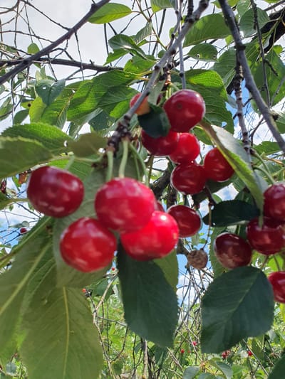 A close-up, low-angle shot captures a cluster of ripe cherries hanging from a tree branch, with their vibrant red skin glistening under the daylight. Several green leaves are interspersed among the fruit, some with visible veins and minor imperfections. The background consists of a bright sky with scattered white clouds, and more foliage and branches of the cherry tree, creating a natural, outdoor setting. The image appears to be taken in an orchard or garden in Novoivanivka, Ukraine, a rural village.