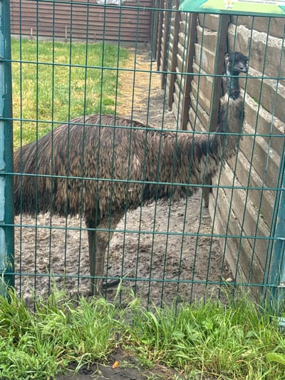 The image shows an emu standing behind a green metal fence. The emu is mostly brown with shaggy feathers and has a long neck and legs. It is standing in a muddy enclosure with some grass growing in front of the fence. A wooden structure is visible behind the emu. The scene appears to be an outdoor enclosure in a zoo or animal park. Based on the provided location, this is likely an emu enclosure in the city of Zaliznychne, Ukraine.