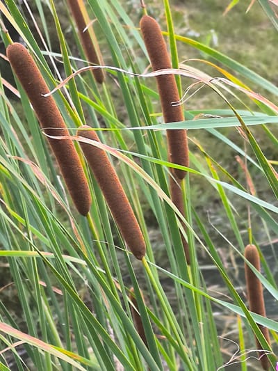 The image is a close-up shot of cattails in a natural environment. Several brown cattail heads are visible, surrounded by long, green, blade-like leaves. Some of the leaves are bent or slightly withered, and a few thin, wispy stalks are also present. The background is out of focus, showing a soft blur of green and muted colors, suggesting a natural setting such as a marsh or the edge of a body of water. There are no people or man-made structures visible in the image, and no action is taking place. The lighting appears to be natural daylight, with soft shadows. The scene is forensic in its detail, presenting the subject matter without interpretation or added information. The location in Mažučiai, Lithuania, is not discernible from the visual content of the image itself.
